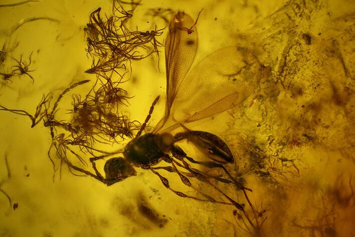 Detailed Fossil Wasp (Hymenoptera) & Thuja Foliage In Baltic Amber #135075